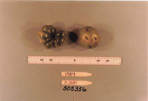 Click for 1 image(s) for this accession. FRUIT